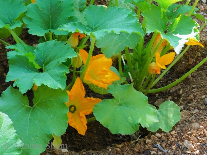 blog 14 May 2018 c_marked