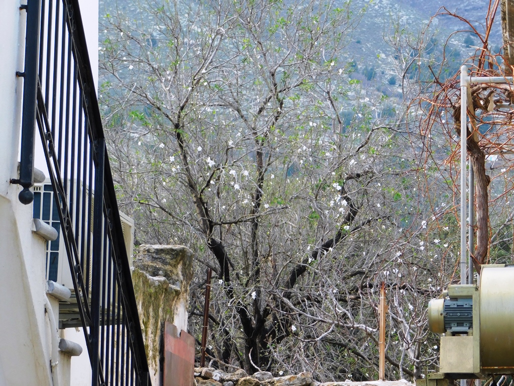 first almond blossom pedi