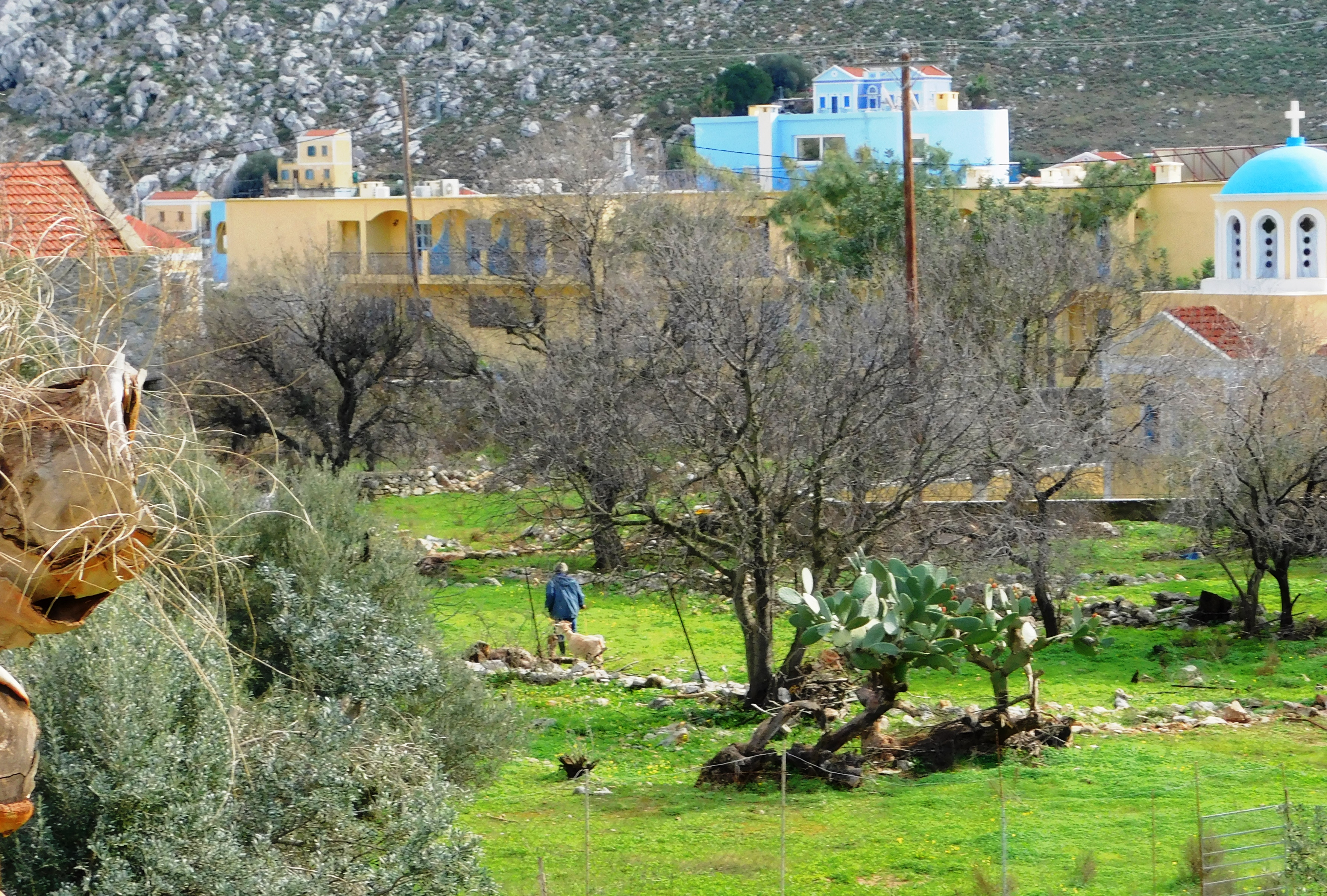 moving nanny goat agios andreas pedi