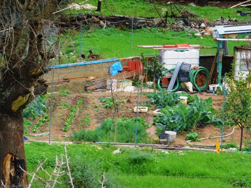 vegetable garden pedi