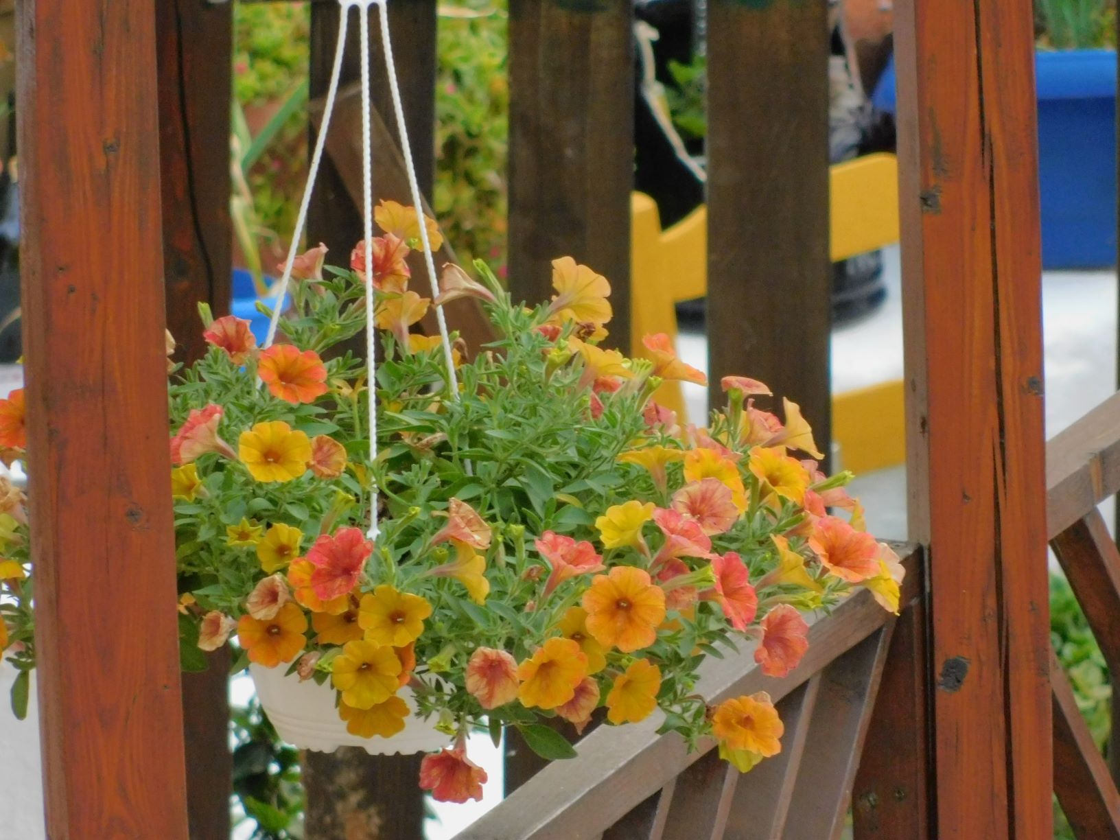 Eilish and Allen petunias