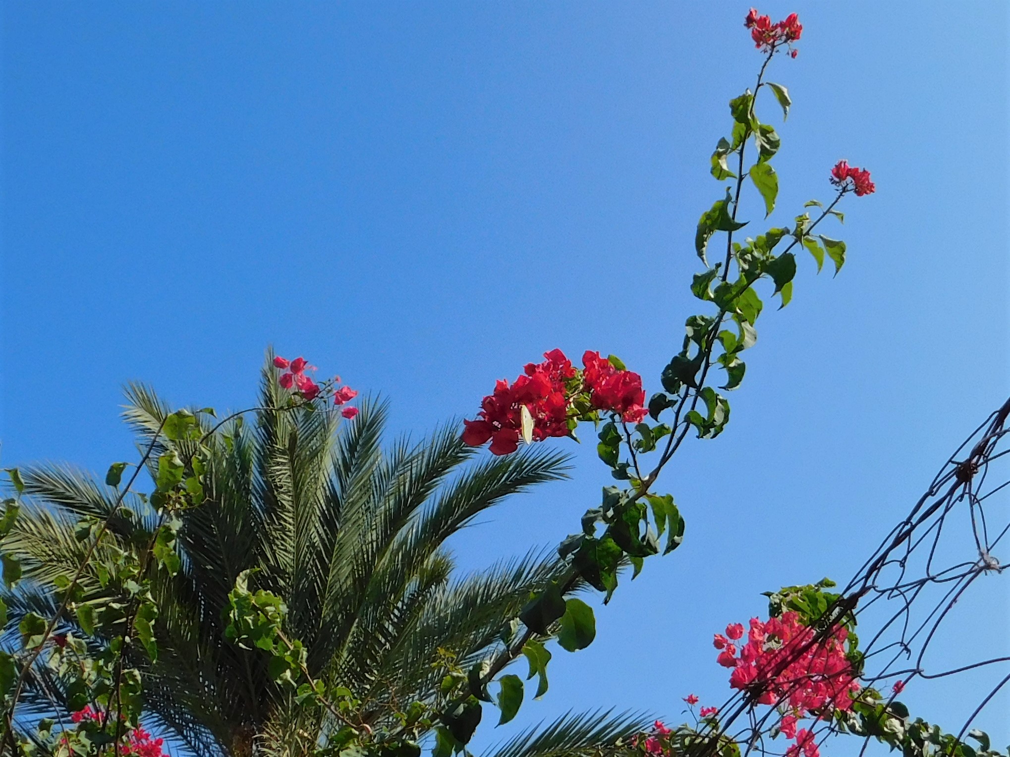 bougainvillea with butterfly 30 Oct 2019