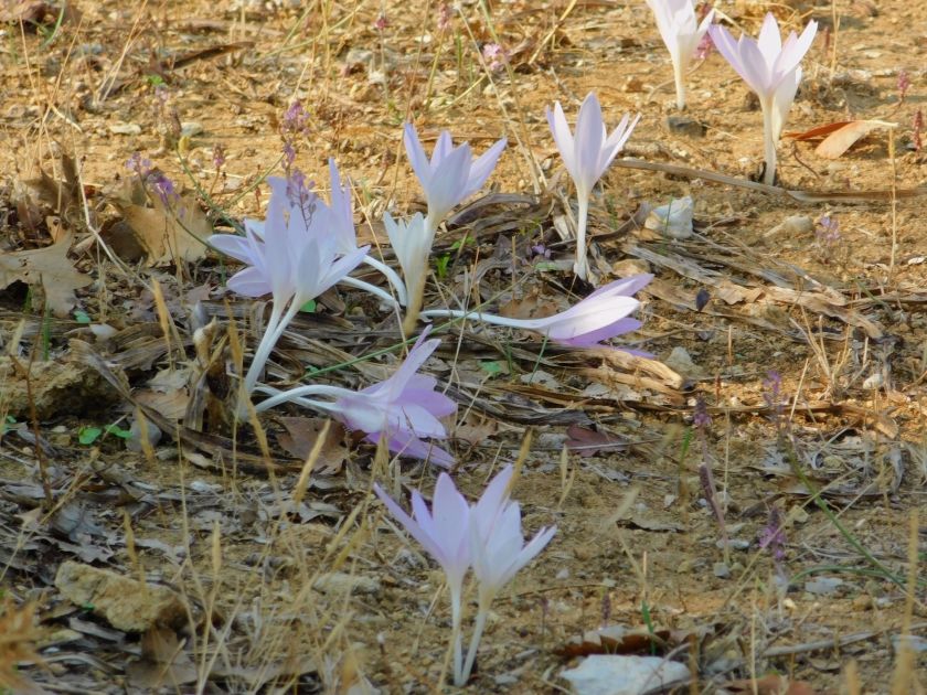 crocuses