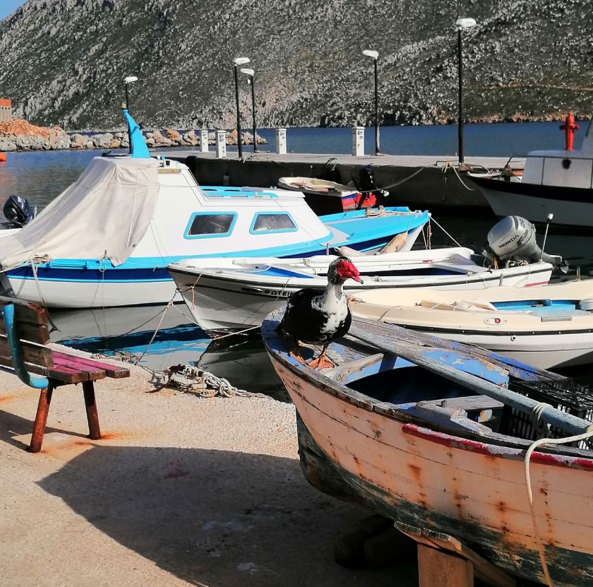 blog 17 March 2020 duck