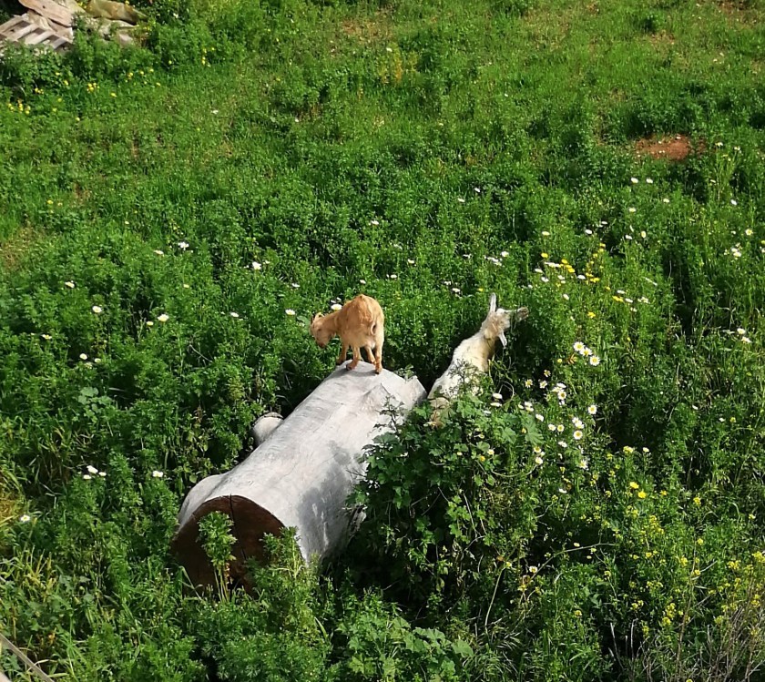 blog 17 March 2020 kids 1