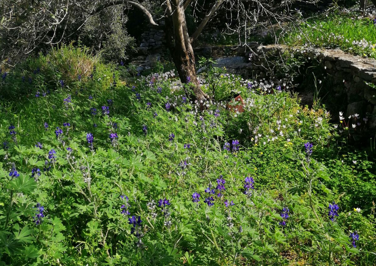 Symi Spring in a time of&nbsp;Covid-19