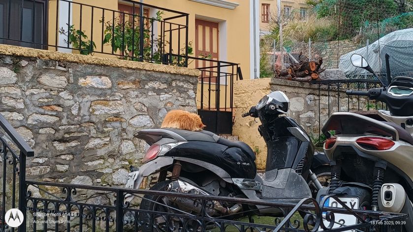 Fluffy feral ginger cat napping on a big black bike