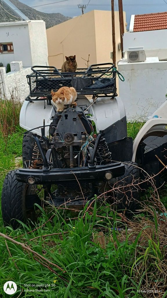 Two cats on an abandoned quad bike.