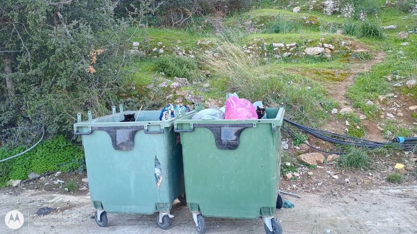 Two cats peeping out of two adjoining garbage skips.