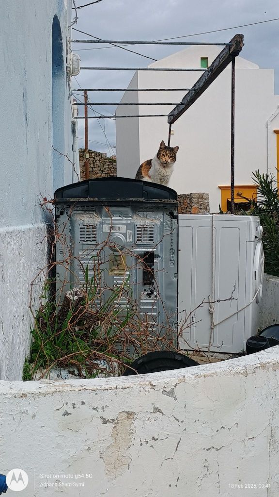 Cat on an old stove outside a house.